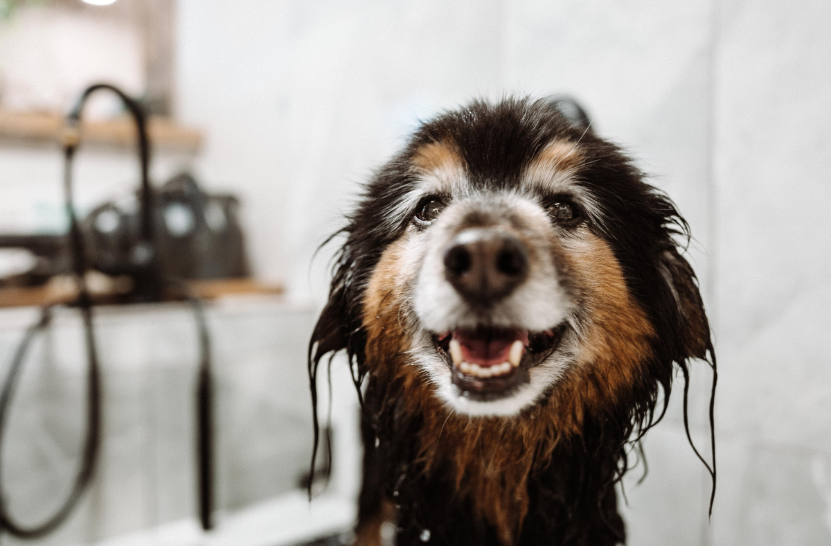 Unleashing Sustainability: From Muddy Trails to Wagging Tails at The Fetching Dog's Eco-Salon in Whistler