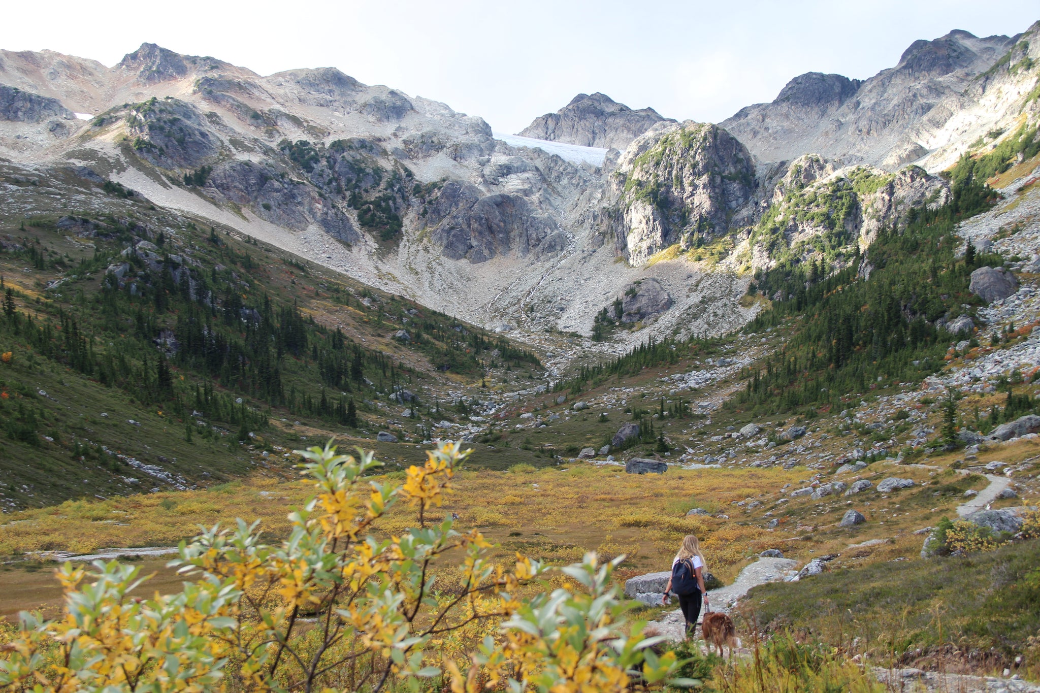 Exploring Whistler Olympic Park with Your Dog: Top Trails and Activities