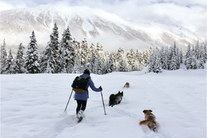 The Best Free Dog-Friendly Snowshoeing Trails to Do in the Sea-to-Sky Corridor This Winter