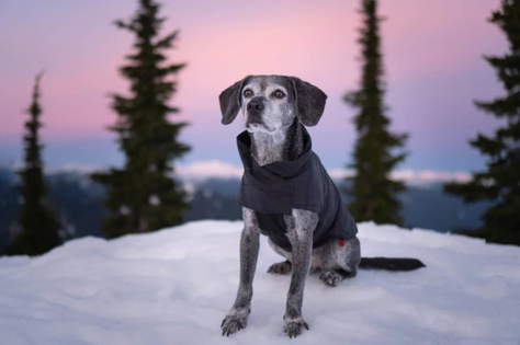 Essentials for Hiking with Dogs in the Winter