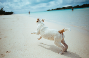 Pet Etiquette for a Safe & Fun Day at the Beach