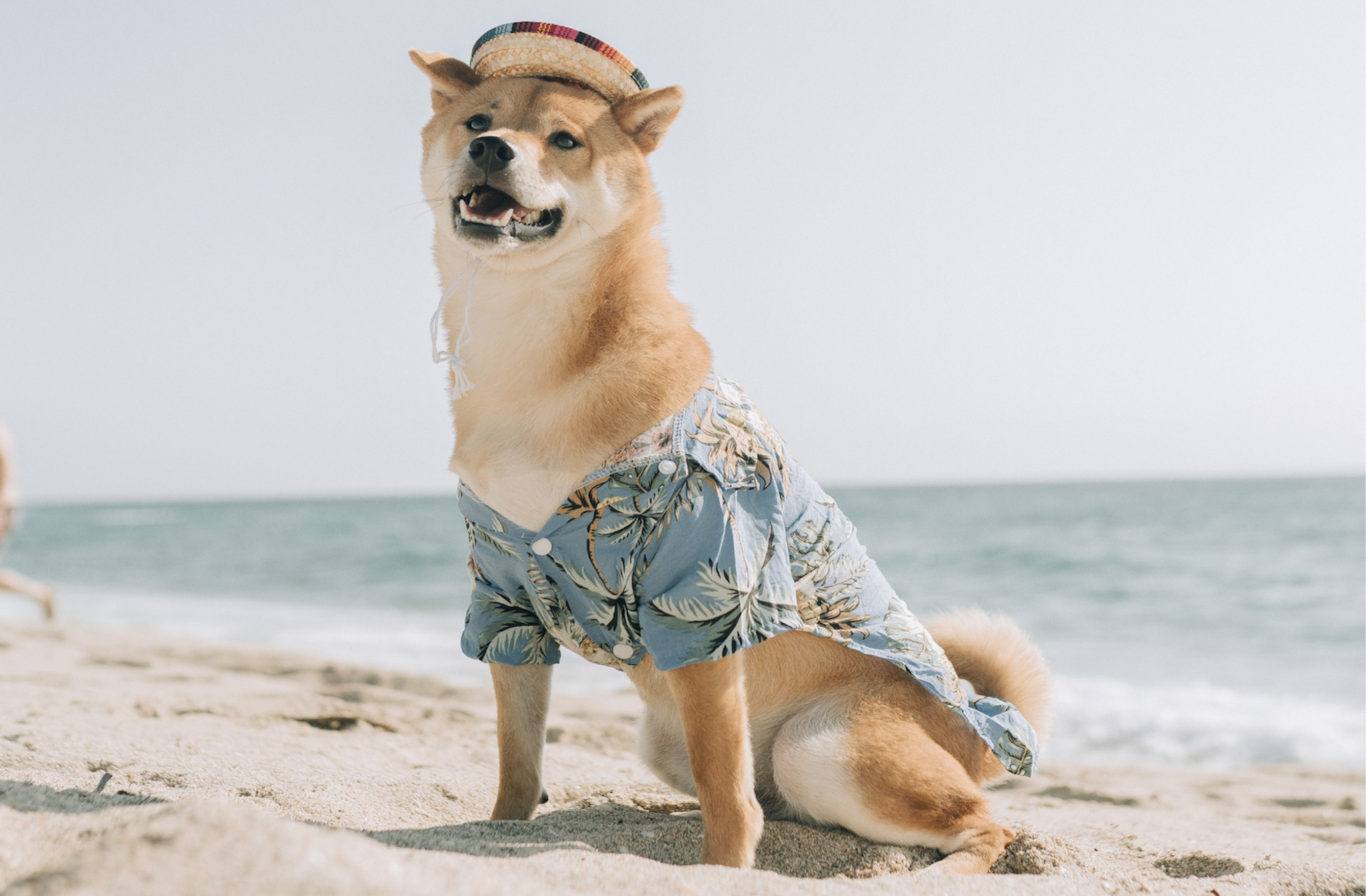 Keep Your Pet Cool & Comfy During the Dog Days of Summer