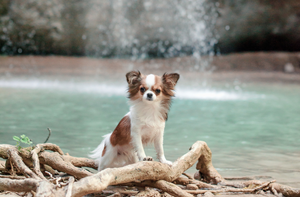 3 Dog-Friendly Waterfall Hikes near Whistler to Do this Autumn