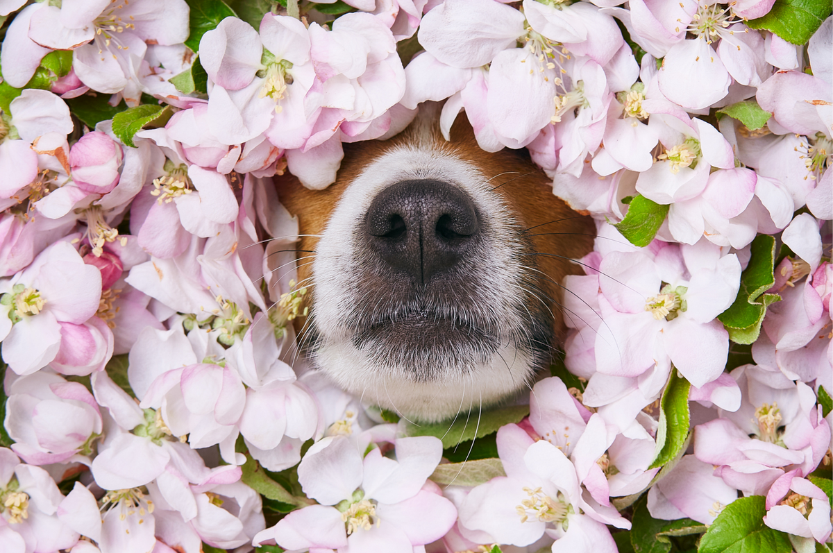 Soak Up Spring With Your Pawl – Little Pine Pet