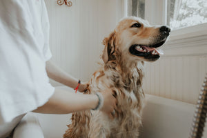 Muddy Paws in Spring: Natural House Cleaning Tips for Dog Owners