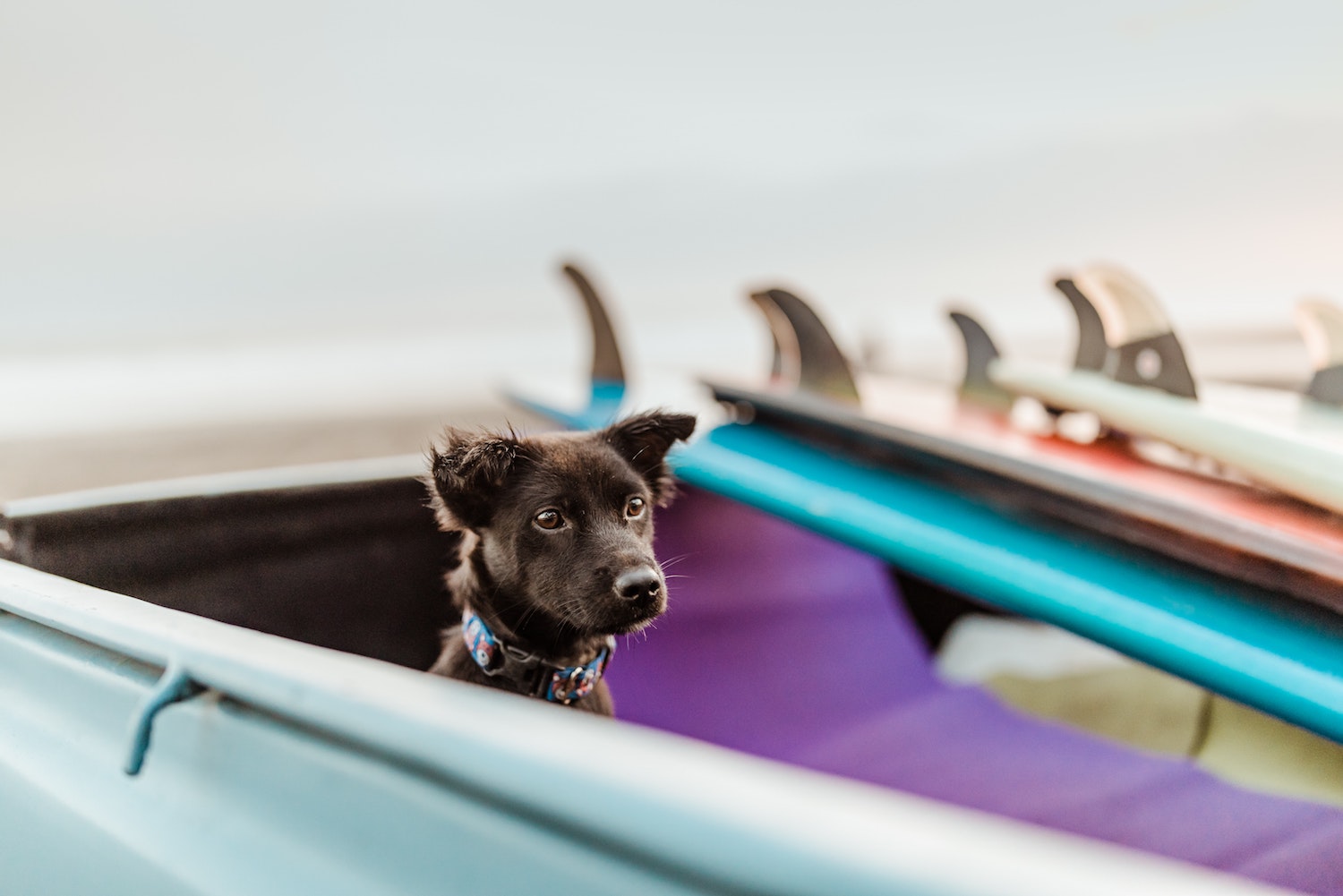 Tips for Travelling Safely with Your Pets