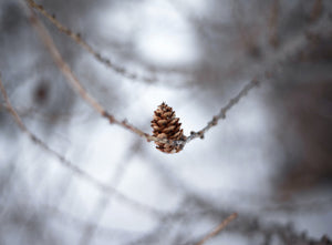 Easy DIY Pine Cone Decorations to Add a Flair of Nature to Your Home
