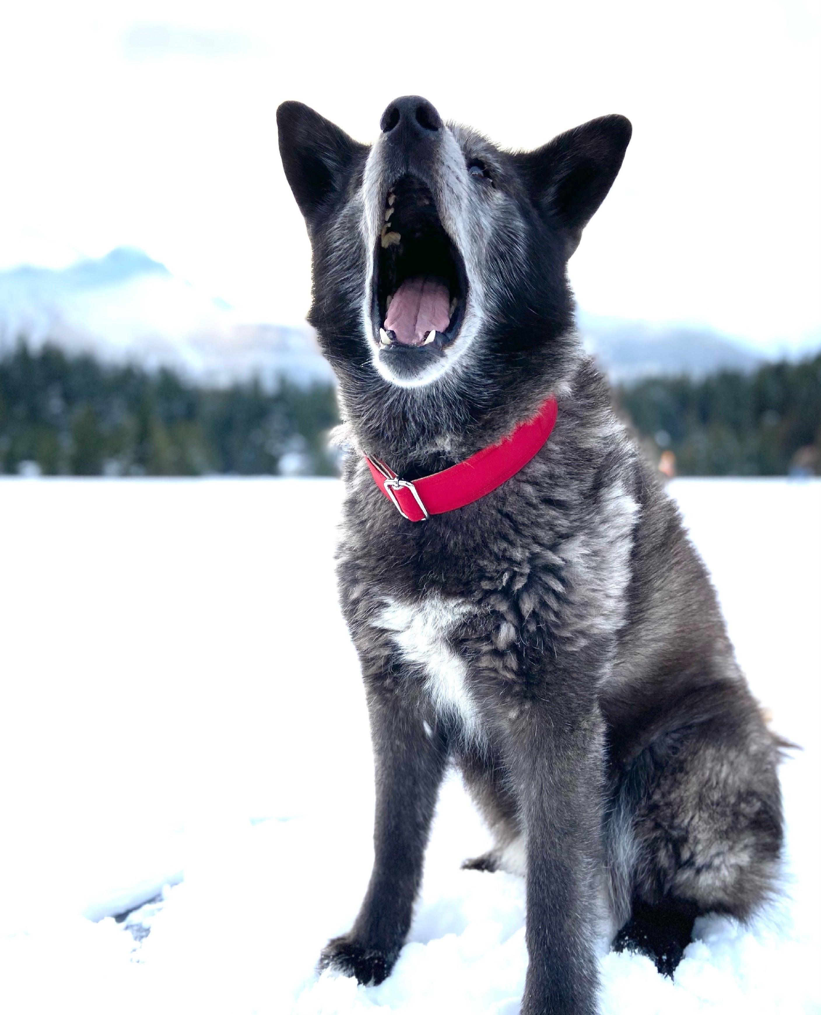 Eco-Friendly Cork & Upcycled Gore-Tex Collar ™ - Little Pine Lifestyle and Apparel