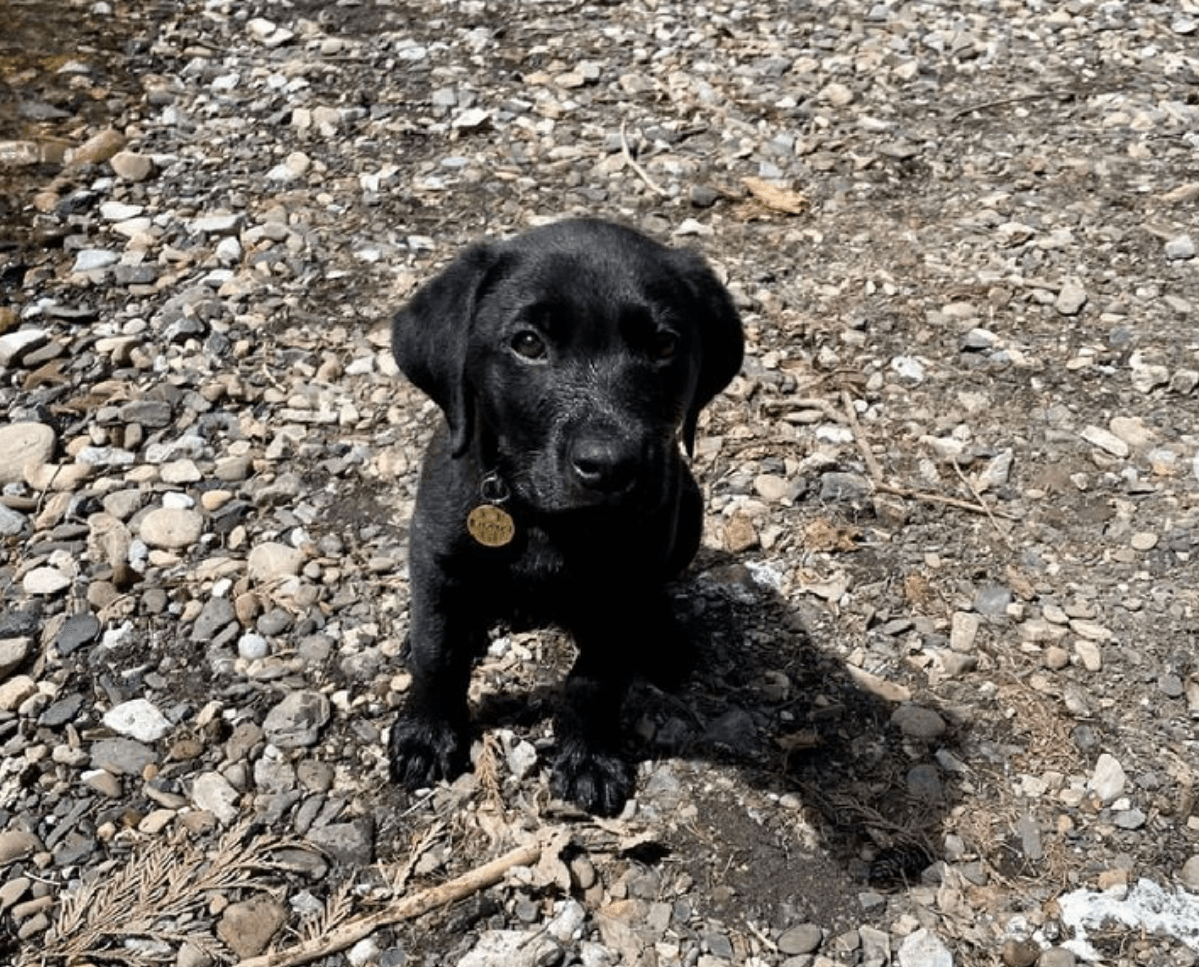 Buffalo bills dog sales tag